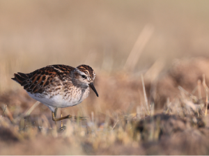 Long-toed Stint, 长趾滨鹬, Calidris subminuta-gallery-