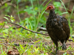 Nicobar Megapode, 尼柯巴塚雉, Megapodius nicobariensis-gallery-