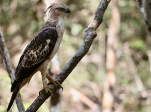 Changeable Hawk Eagle, 凤头鹰雕, Nisaetus cirrhatus-gallery-