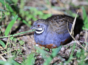 King Quail, 蓝胸鹑, Excalfactoria chinensis-gallery-