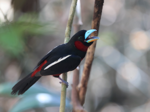 Black-and-Red Broadbill, 黑红阔嘴鸟, Cymbirhynchus macrorhynchos-gallery-