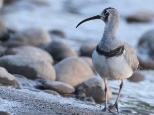 Ibisbill, 鹮嘴鹬, Ibidorhyncha struthersii-gallery-