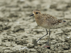 Pacific Golden Plover, 金斑鸻, Pluvialis fulva-gallery-