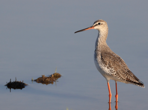 Spotted Redshank, 鹤鹬, Tringa erythropus-gallery-