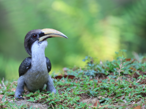 Sri Lankan Grey Hornbill, 斯里兰卡灰犀鸟, Ocyceros gingalensis-gallery-