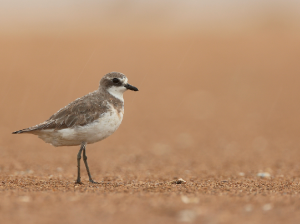 Greater Sand Plover, 铁嘴沙鸻, Charadrius leschenaultii-gallery-