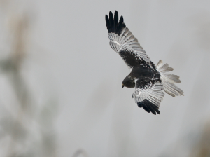 Eastern Marsh Harrier, 白腹鹞, Circus spilonotus-gallery-