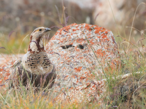 Himalayan Snowcock, 暗腹雪鸡, Tetraogallus himalayensis-gallery-