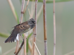 Black-faced Bunting, 灰头鹀, Emberiza spodocephala-gallery-