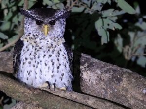 Spot-bellied Eagle Owl, 林雕鸮, Bubo nipalensis-gallery-