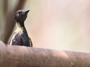 Black-and-Buff Woodpecker, 黑棕斑啄木鸟, Meiglyptes jugularis-gallery-