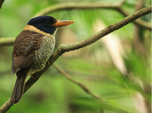 Scaly-breasted Kingfisher, 斑头翡翠, Actenoides princeps-gallery-