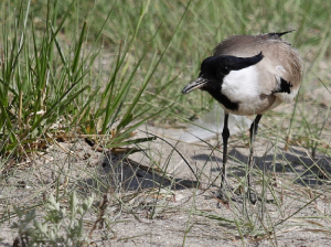 River Lapwing, 距翅麦鸡, Vanellus duvaucelii-gallery-