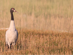 Black-necked Crane, 黑颈鹤, Grus nigricollis-gallery-