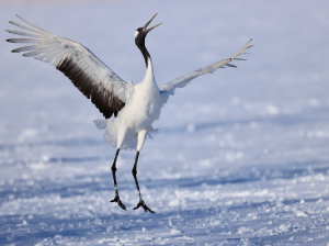 Red-crowned Crane, 丹顶鹤, Grus japonensis-gallery-