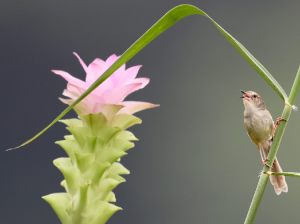 Plain Prinia, 纯色山鹪莺, Prinia inornata-gallery-