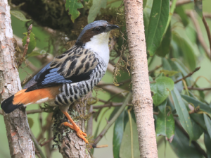 Himalayan Cutia, 班胁姬鹛, Cutia nipalensis-gallery-