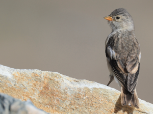 Black-winged Snowfinch, 褐翅雪雀, Montifringilla adamsi-gallery-