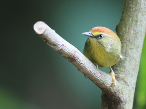 Pin-striped Tit-Babbler, 纹胸巨鹛, Macronus gularis-gallery-