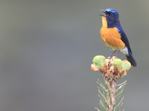 Rufous-breasted Bush Robin, 棕腹林鸲, Tarsiger hyperythrus-gallery-