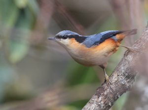 White-tailed Nuthatch, 白尾, Sitta himalayensis-gallery-