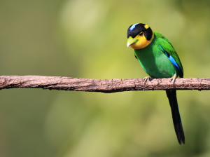 Long-tailed Broadbill, 长尾阔嘴鸟, Psarisomus dalhousiae-gallery-