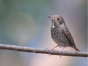 White-throated Rock Thrush, 白喉矶鸫, Monticola gularis-gallery-