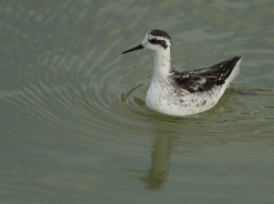 Red-necked Phalarope, 红颈瓣蹼鹬, Phalaropus lobatus-gallery-