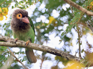 Brown-headed Barbet, 褐头绿拟啄木鸟, Psilopogon zeylanicus-gallery-