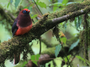 Ward’s Trogon, 红腹咬鹃, Harpactes wardi-gallery-