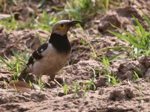 Black-collared Starling, 黑领椋鸟, Gracupica nigricollis-gallery-