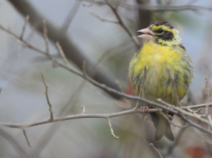 Yellow-breasted Greenfinch, 高山金翅雀, Chloris spinoides-gallery-