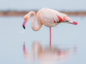 Greater Flamingo, 大红鹳, Phoenicopterus roseus-gallery-