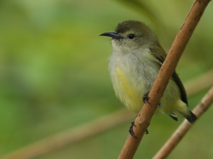 Andaman Flowerpecker, 安达曼啄花鸟, Dicaeum virescens-gallery-