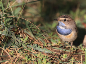 Bluethroat, 蓝喉歌鸲, Luscinia svecica-gallery-