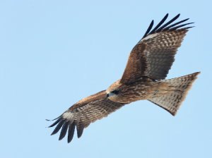 Black Kite, 黑鸢, Milvus migrans-gallery-