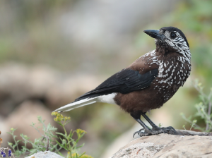 Spotted Nutcracker, 星鸦, Nucifraga caryocatactes-gallery-