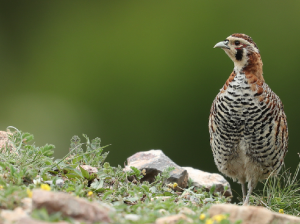 Tibetan Partridge, 高原山鹑, Perdix hodgsoniae-gallery-