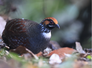 Hill Partridge, 环颈山鹧鸪, Arborophila torqueola-gallery-