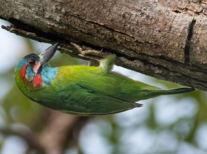 Blue-eared Barbet, 蓝耳拟啄木鸟, Psilopogon duvaucelii-gallery-