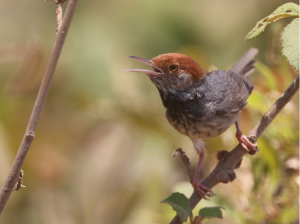 Cambodian Tailorbird, 柬埔寨缝叶莺, Orthotomus chaktomuk-gallery-