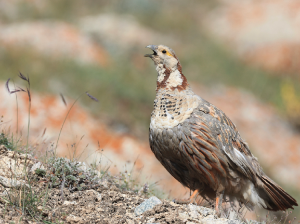 Himalayan Snowcock, 暗腹雪鸡, Tetraogallus himalayensis-gallery-