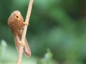 Orange-billed Babbler, 橙嘴鸫鹛, Argya rufescens-gallery-