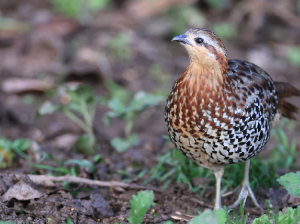 Mountain Bamboo Partridge, 棕胸竹鸡, Bambusicola fytchii-gallery-