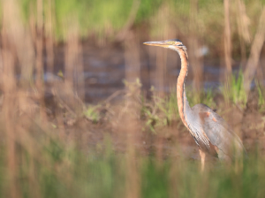 Purple Heron, 草鹭, Ardea purpurea-gallery-