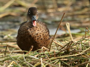 Andaman Teal, 安岛灰鸭, Anas albogularis-gallery-