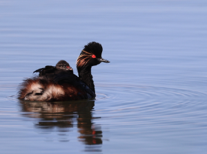 Black-necked Grebe, 黑颈鸊, Podiceps nigricollis-gallery-