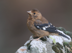 Spectacled Finch, 红眉金翅雀, Callacanthis burtoni-gallery-