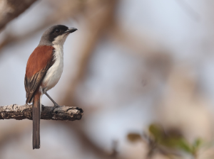 Burmese Shrike, 栗背伯劳, Lanius collurioides-gallery-