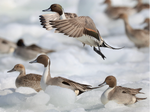 Northern Pintail, 针尾鸭, Anas acuta-gallery-